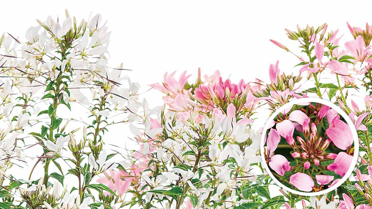 クレオメ セニョリータ Proven Winners Pw ガーデニング 園芸 花苗 低木 多肉植物 花 植物